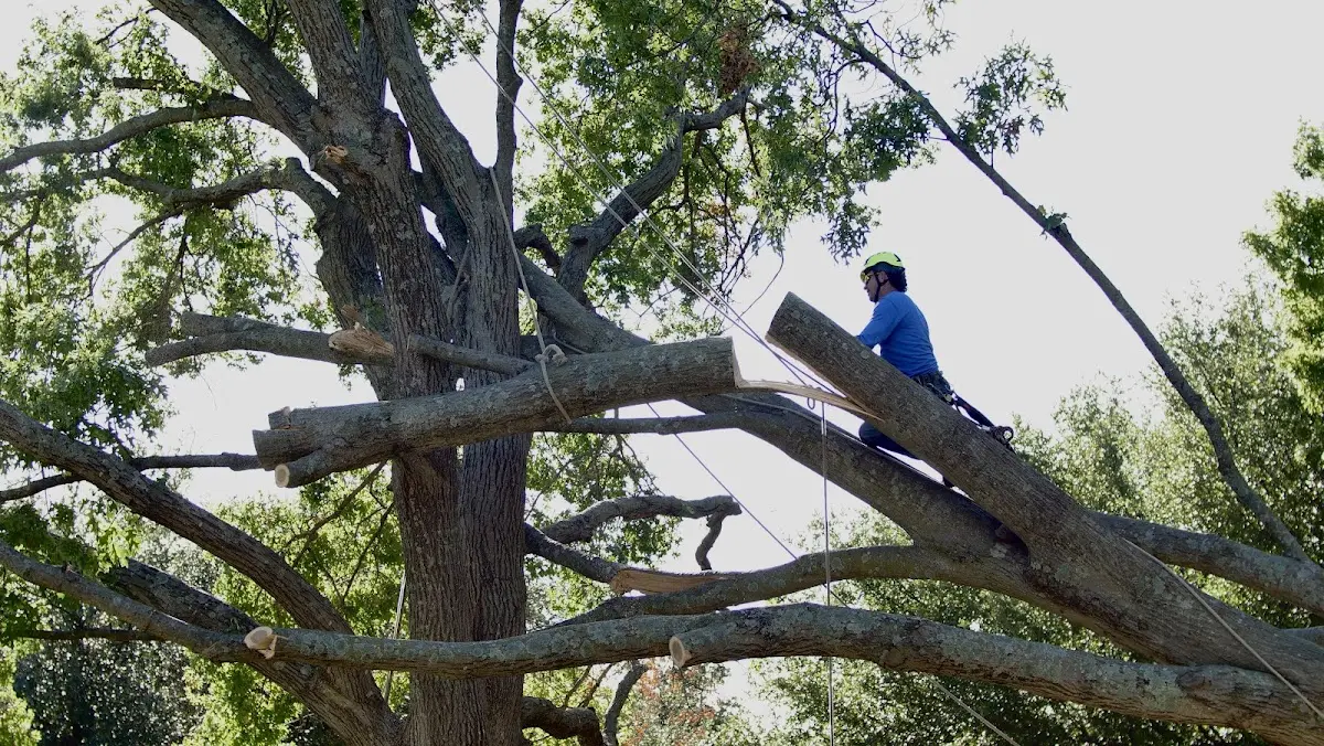 Professional Crown Thinning performed by certified arborists in Tuthill