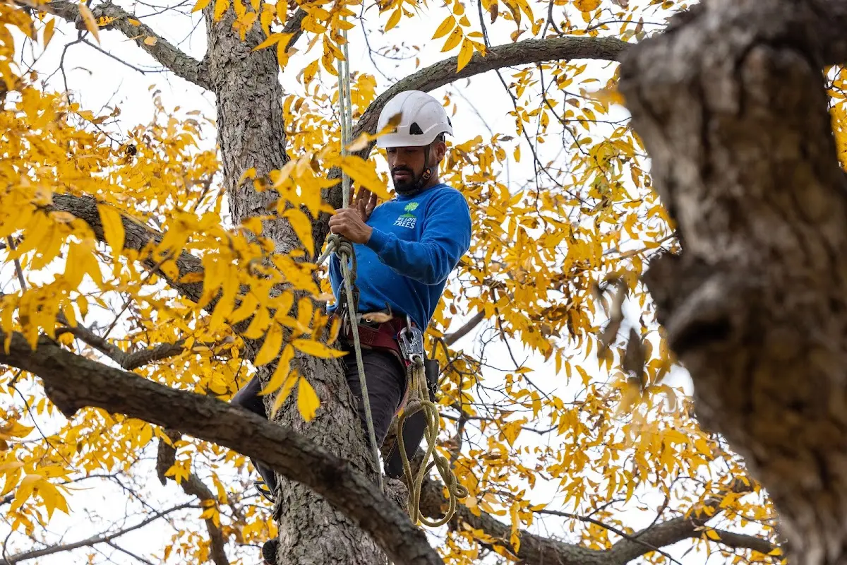 Skilled Tree Pruning crew working in Tuthill